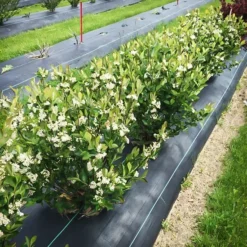 Low Scape® Hedger Black Chokeberry 5 Low Scape® Hedger Black Chokeberry -The Tree Center Low Scape Hedger Black Chokeberry 2 copy jpg webp