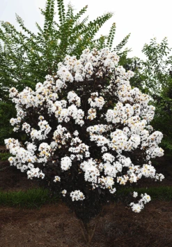 Lunar Magic Crape Myrtle 6 Lunar Magic Crape Myrtle -The Tree Center Lunar Magic Crape Myrtle 1