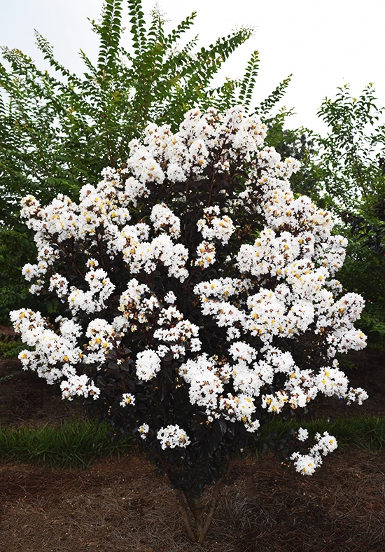 Lunar Magic Crape Myrtle 3 Lunar Magic Crape Myrtle - Image 3