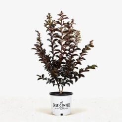 Lunar Magic Crape Myrtle 7 Lunar Magic Crape Myrtle -The Tree Center Lunar Magic Crape Myrtle 3G 01.1 600x600 1