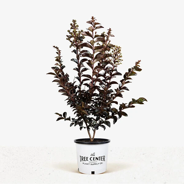 Lunar Magic Crape Myrtle 4 Lunar Magic Crape Myrtle - Image 4