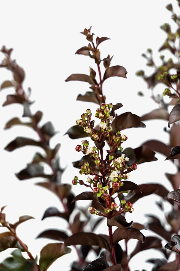 Lunar Magic Crape Myrtle 2 Lunar Magic Crape Myrtle - Image 2