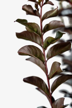Lunar Magic Crape Myrtle