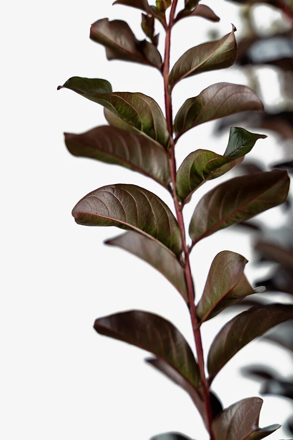 Lunar Magic Crape Myrtle 1 Lunar Magic Crape Myrtle