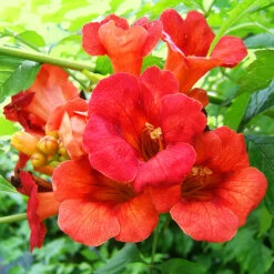 Madame Galen Trumpet Vine -The Tree Center Madame Galen Trumpet Vine 1 copy 600x600 1