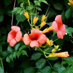 Madame Galen Trumpet Vine -The Tree Center Madame Galen Trumpet Vine 3 copy jpg webp