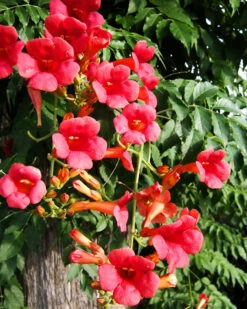 Madame Rosy® Trumpet Creeper