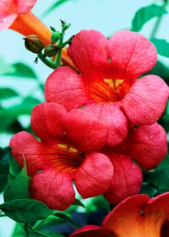 Madame Rosy® Trumpet Creeper -The Tree Center Madame Rosy Trumpet Creeper 2 copy 600x840 1