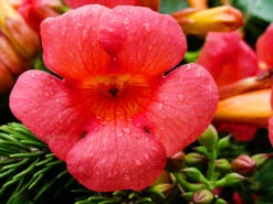 Madame Rosy® Trumpet Creeper -The Tree Center Madame Rosy Trumpet Creeper 3 copy 600x450 1