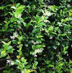 Madison Star Cold-Hardy Jasmine
