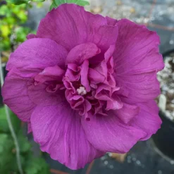 Magenta Chiffon® Hibiscus