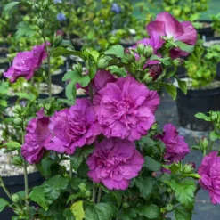 Magenta Chiffon® Hibiscus -The Tree Center Magenta Chiffon Hibiscus 1.1 copy jpg