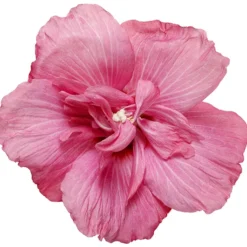 Magenta Chiffon® Hibiscus -The Tree Center Magenta Chiffon Hibiscus 3 copy jpg
