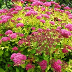 Magic Carpet Spirea 7 Magic Carpet Spirea -The Tree Center Magic Carpet Spirea 1 copy 600x600 1