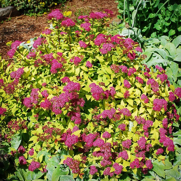 Magic Carpet Spirea 3 Magic Carpet Spirea - Image 3