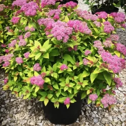 Magic Carpet Spirea