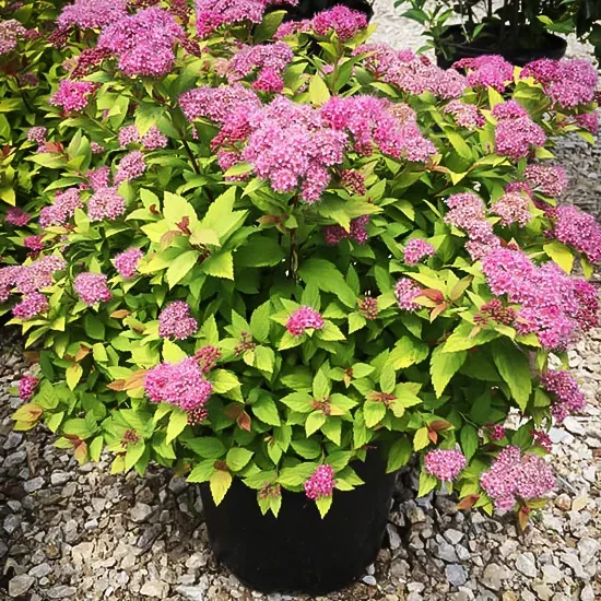 Magic Carpet Spirea 1 Magic Carpet Spirea