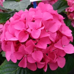 Magical®️ Garnet Hydrangea -The Tree Center Magical Garnet Hydrangea 1 copy jpg