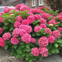 Magical®️ Garnet Hydrangea