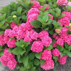 Magical®️ Garnet Hydrangea -The Tree Center Magical Garnet Hydrangea 4 copy jpg