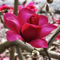 Pink Pyramid Magnolia -The Tree Center Magnolia Pink Pyramid 2 copy jpg