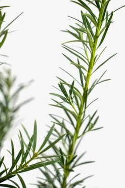 Maki Podocarpus -The Tree Center Maki Podocarpus 7G 02 copy 600x900 1