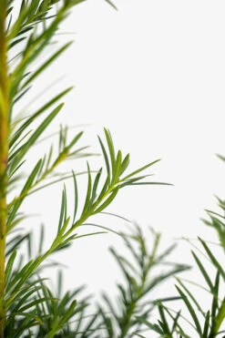 Maki Podocarpus -The Tree Center Maki Podocarpus 7G 03 copy 600x900 1