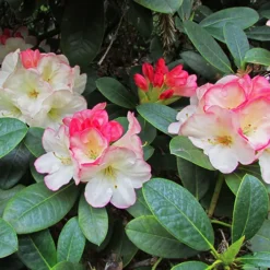 Manda Sue Rhododendron -The Tree Center Manda Sue Rhododendron 4 copy jpg