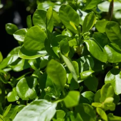 Manhattan Euonymus -The Tree Center ManhattanEuonymus6 600x600 1