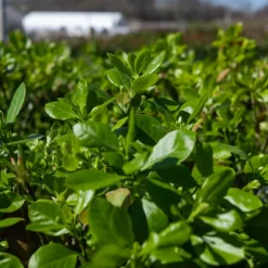 Manhattan Euonymus -The Tree Center ManhattanEuonymus7 600x600 1