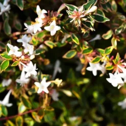 Margarita™ Abelia -The Tree Center Margarita Abelia 1 copy jpg webp