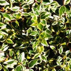 Margarita™ Abelia