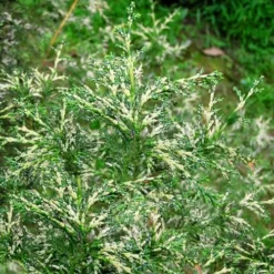 Marie's Dwarf Hinoki Cypress -The Tree Center Maries Dwarf Hinoki Cypress 1 copy jpg