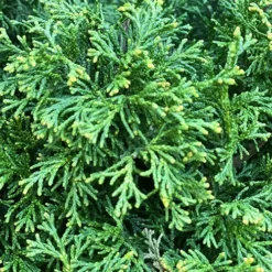 Marie's Dwarf Hinoki Cypress