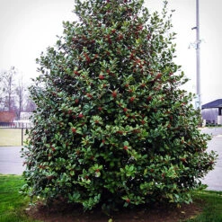 Mary Nell Holly -The Tree Center Mary Nell Holly 1 copy 600x600 1