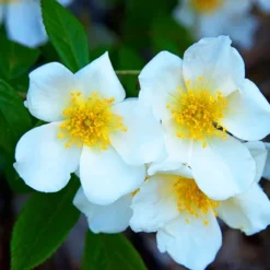 McKay's White Cinquefoil -The Tree Center McKay s White Cinquefoil 2 copy jpg webp