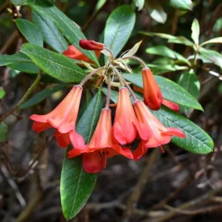Medusa Rhododendron -The Tree Center Medusa Rhododendron 3 copy 600x600 1