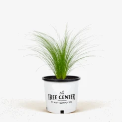Mexican Feather Grass -The Tree Center Mexican Feather Grass 1G 01.1 600x600 1