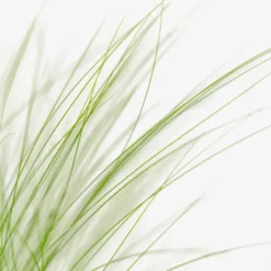 Mexican Feather Grass -The Tree Center Mexican Feather Grass 1G 03 copy jpg webp e1694447604776 600x600 1