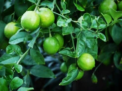 Mexican Lime Bush -The Tree Center Mexican Lime Bush 4 copy 600x450 1