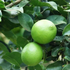 Mexican Lime Tree 5 Mexican Lime Tree -The Tree Center Mexican Lime Tree 2 copy jpg webp