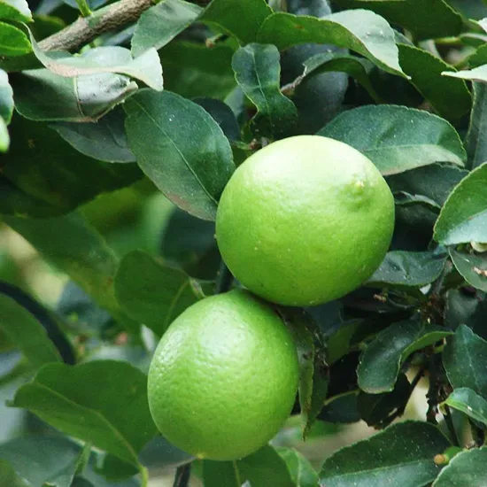 Mexican Lime Tree 3 Mexican Lime Tree - Image 3