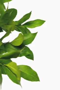 Meyer Lemon Bush -The Tree Center Meyer Lemon Bush 3G 08 600x900 1