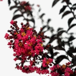 Midnight Magic Crape Myrtle