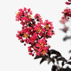 Midnight Magic Crape Myrtle 7 Midnight Magic Crape Myrtle -The Tree Center Midnight Magic Crape Myrtle 3G 05 copy 600x600 1