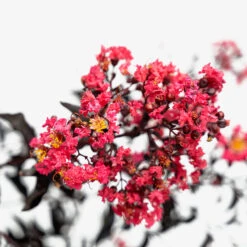 Midnight Magic Crape Myrtle 8 Midnight Magic Crape Myrtle -The Tree Center Midnight Magic Crape Myrtle 3G 07 copy 600x600 1