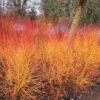 Midwinter Fire Dogwood