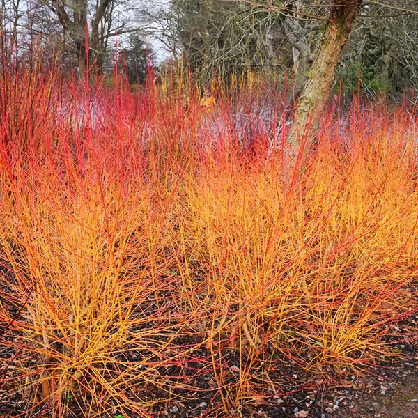 Midwinter Fire Dogwood 1 Midwinter Fire Dogwood