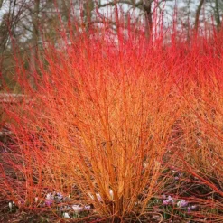 Midwinter Fire Dogwood 5 Midwinter Fire Dogwood -The Tree Center Midwinter Fire Dogwood 2 copy jpg webp