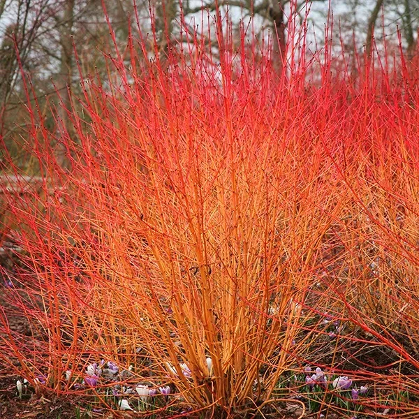 Midwinter Fire Dogwood 3 Midwinter Fire Dogwood - Image 3